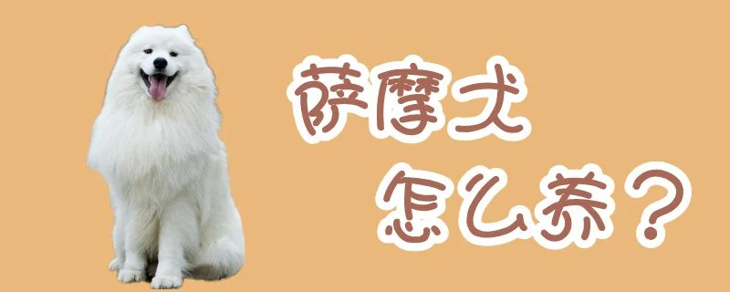 薩摩犬怎么養