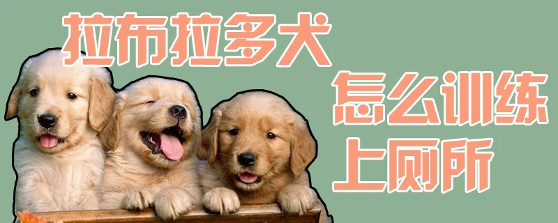 拉布拉多犬怎么訓練上廁所