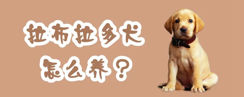 拉布拉多犬怎么養(yǎng)