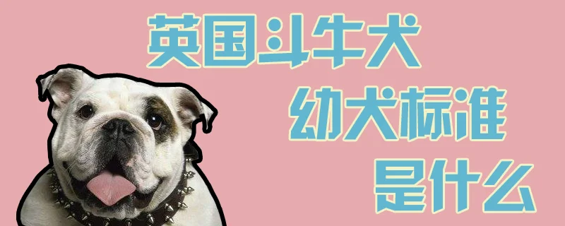 英國(guó)斗牛犬幼犬標(biāo)準(zhǔn)是什么