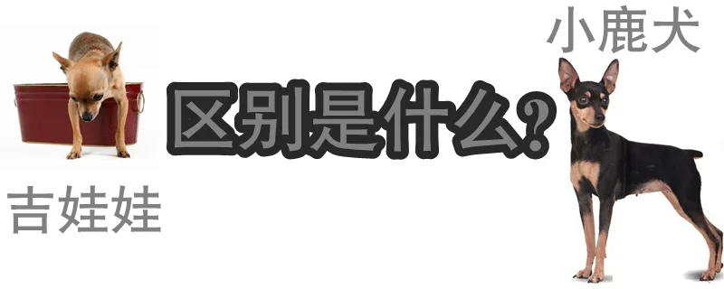 小鹿犬和吉娃娃的區(qū)別是什么