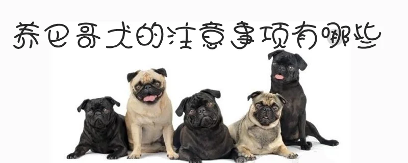 養巴哥犬的注意事項有哪些