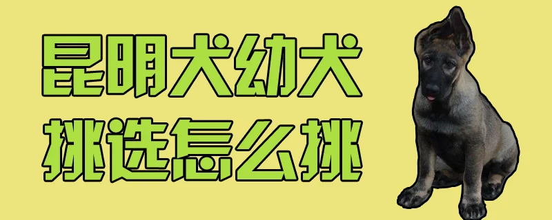 昆明犬幼犬挑選怎么挑