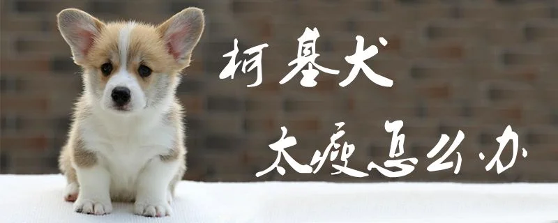 柯基犬太瘦怎么辦1