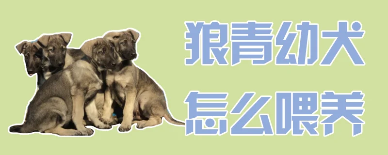 狼青幼犬怎么喂養(yǎng)