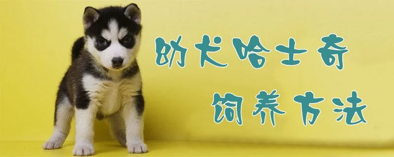 ?幼犬哈士奇飼養(yǎng)方法1