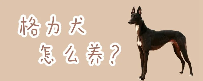 格力犬怎么養(yǎng)