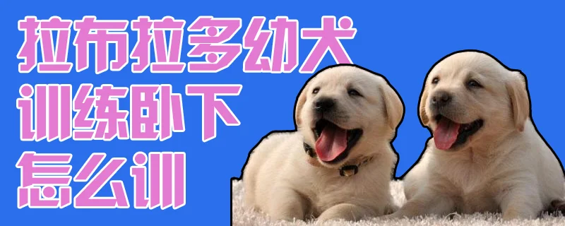 拉布拉多幼犬訓(xùn)練臥下怎么訓(xùn)