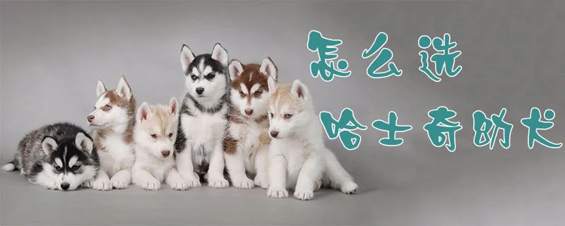 怎么選哈士奇幼犬1