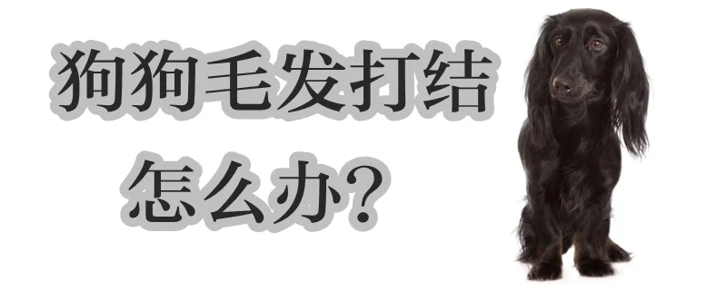 狗狗毛發打結怎么辦