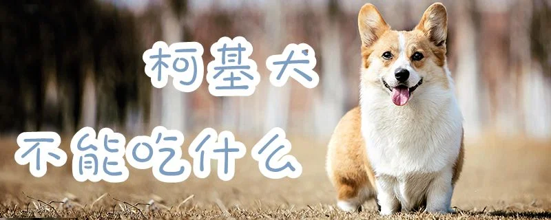 柯基犬不能吃什么