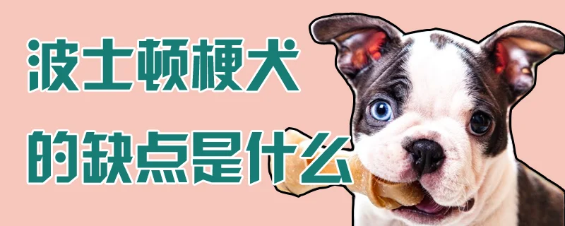 波士頓梗犬的缺點是什么