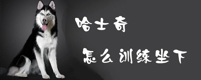 哈士奇怎么訓練坐下1