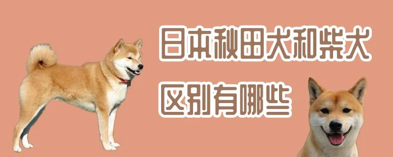 日本秋田犬和柴犬區別有哪些