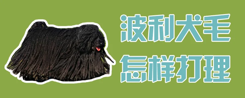 波利犬毛怎樣打理