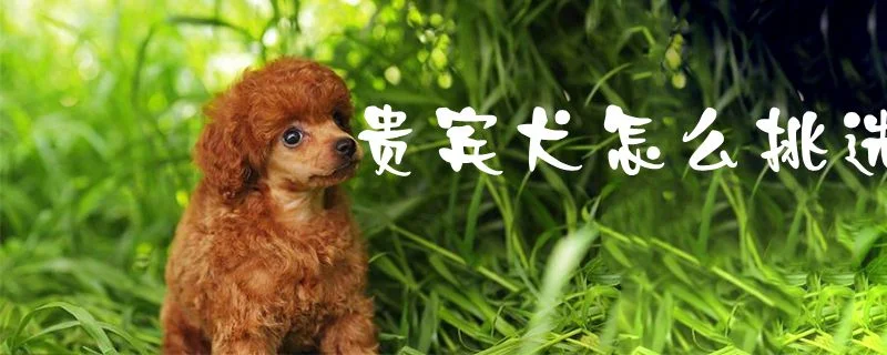 貴賓犬怎么挑選1