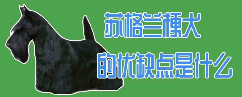 蘇格蘭梗犬的優缺點是什么