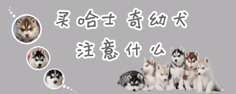 買哈士奇幼犬注意什么