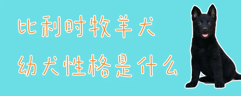 比利時牧羊犬幼犬性格是什么