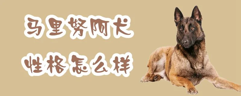 馬里努阿犬性格怎么樣