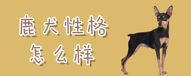 鹿犬性格怎么樣