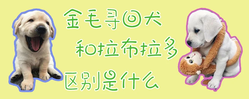 金毛尋回犬和拉布拉多區別有哪些1