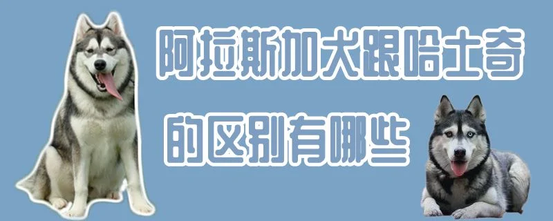 阿拉斯加犬跟哈士奇的區別有哪些