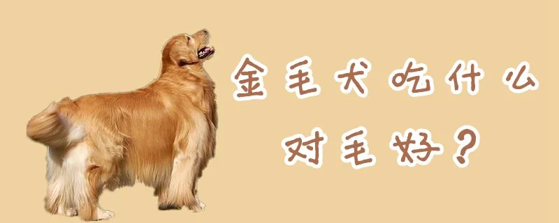 金毛犬吃什么對毛好