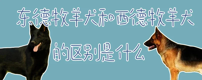 東德牧羊犬和西德牧羊犬的區別是什么