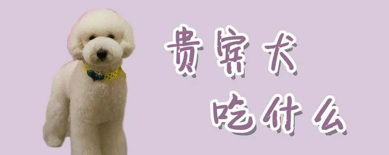 貴賓犬吃什么