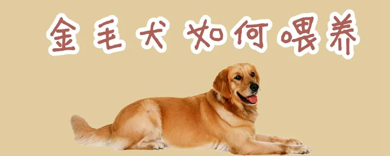 金毛犬如何喂養(yǎng)