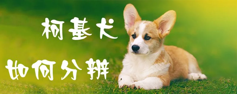 柯基犬如何分辨1