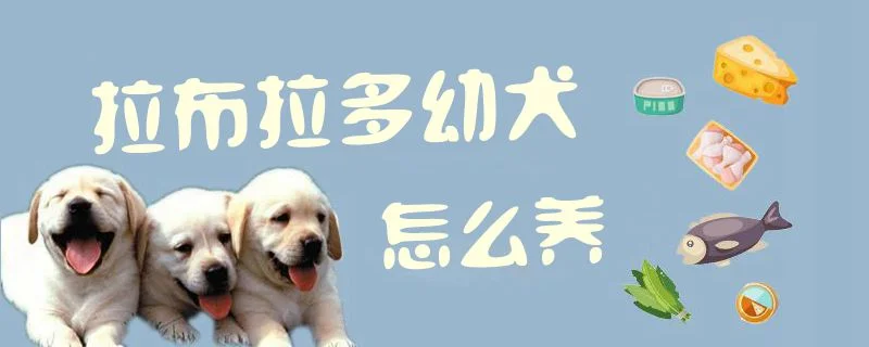 拉布拉多幼犬怎么養(yǎng)1