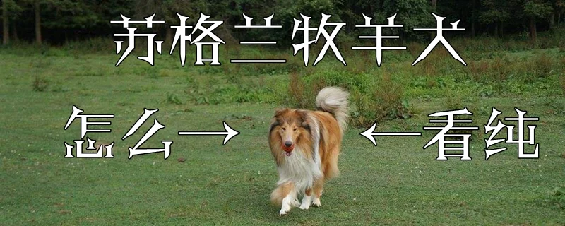 蘇格蘭牧羊犬怎么看純