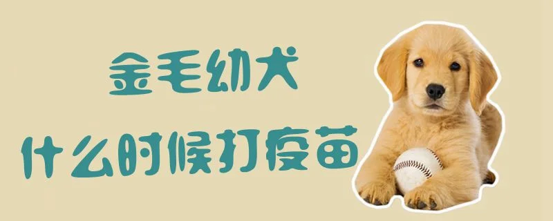 金毛幼犬什么時候打疫苗1