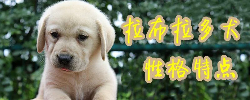 拉布拉多犬性格特點1