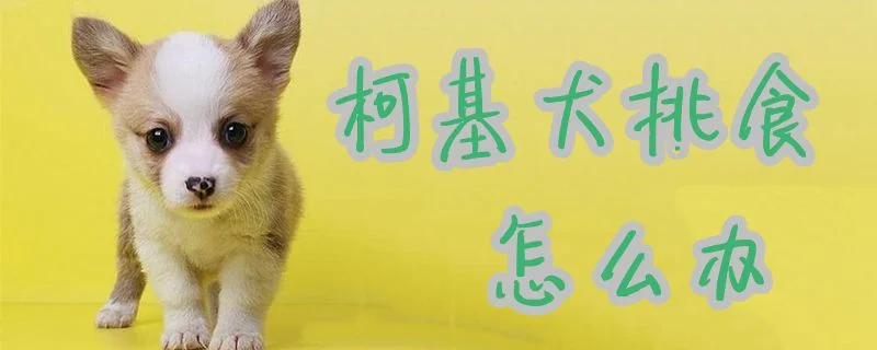 柯基犬挑食怎么辦1