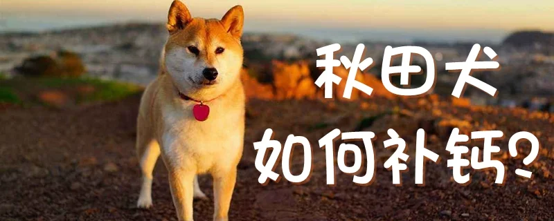 秋田犬如何補鈣