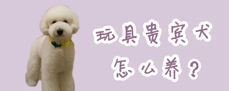 玩具貴賓犬怎么養