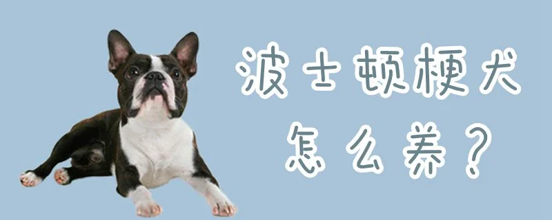 波士頓梗犬怎么養