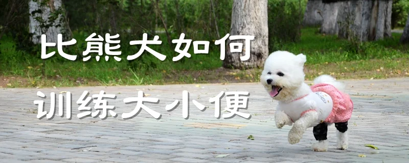 比熊犬如何訓練大小便