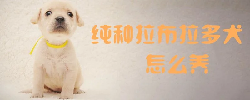 純種拉布拉多犬怎么養1