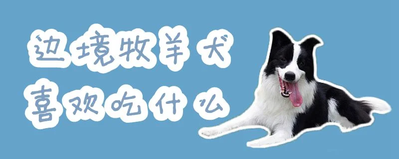 邊境牧羊犬喜歡吃什么