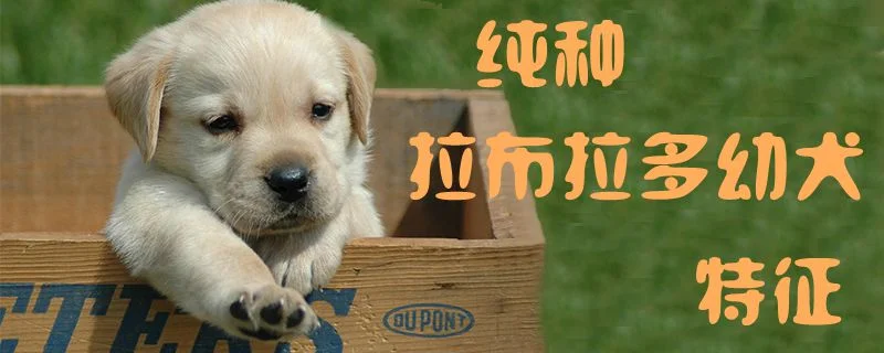 純種拉布拉多幼犬特征1