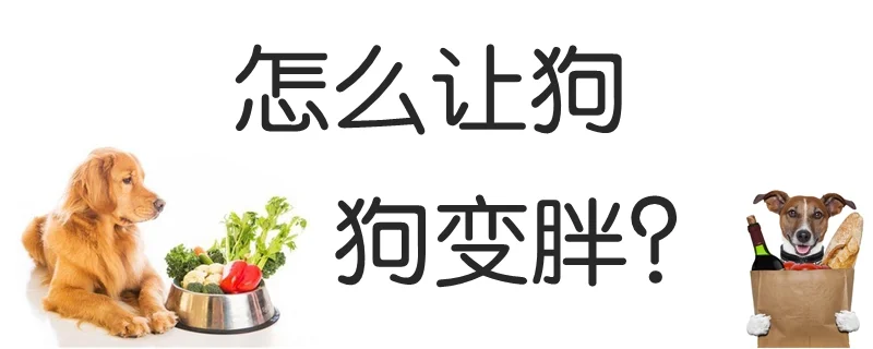 怎么讓狗狗變胖