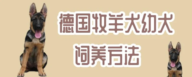 德國牧羊犬幼犬飼養方法