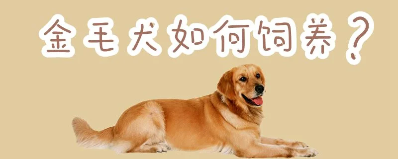 金毛犬如何飼養