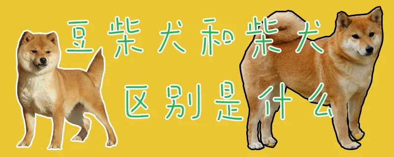 豆柴犬和柴犬區(qū)別是什么