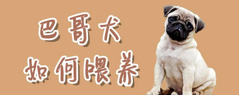 巴哥犬如何喂養