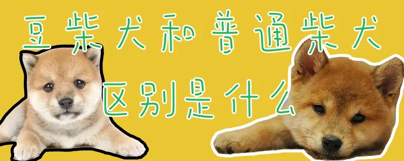 豆柴犬和普通柴犬區別是什么